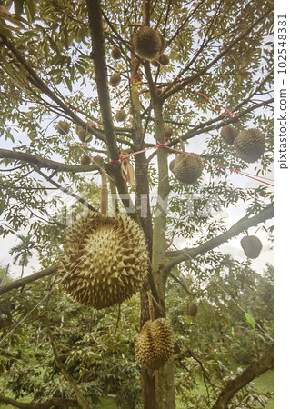 Close up of durians hanging  102548381