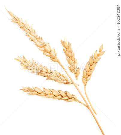 Wheat on white Wheat on white 102548394