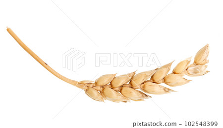 Ear of wheat Ear of wheat 102548399
