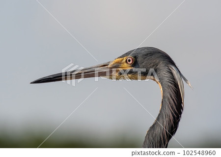 Portrait of Tricolored Heron - Egretta tricolor - with clear gray background. Portrait of Tricolored Heron - Egretta tricolor - with clear gray background. 102548960