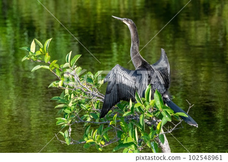 Anhinga - Anhinga anhinga - perched above wetlands of Green Cay Nature Center. 102548961