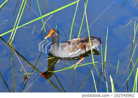 Common Gallinule - Gallinula galeata - swimming amidst reeds in Florida pond. Common Gallinule - Gallinula galeata - swimming amidst reeds in Florida pond. 102548962