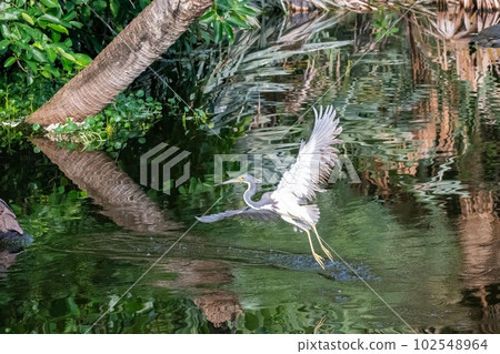 Tricolored Heron - Egretta tricolor - looking for food Green Cay Nature Center. 102548964