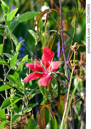 Scarlet Hibiscus - Hibiscus coccineus - in wetlands of Green Cay Nature Center. 102548969