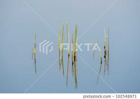 Reeds in soft morning light reflected in calm water of Florida wetlands. 102548971