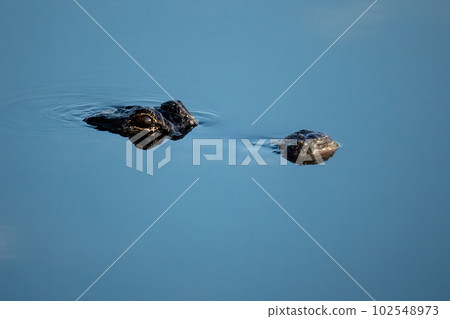 Eyes and snout American Alligator - Alligator mississippiensis - in calm water. Eyes and snout American Alligator - Alligator mississippiensis - in calm water. 102548973