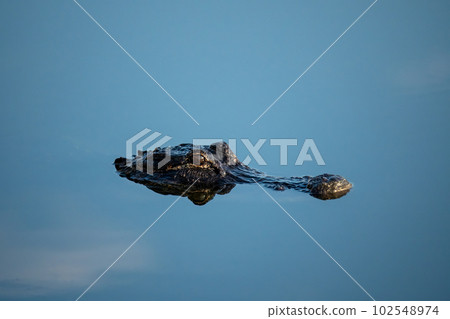 Eyes and snout American Alligator - Alligator mississippiensis - in calm water. 102548974