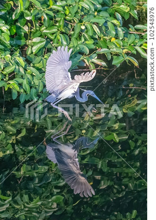 Tricolored Heron - Egretta tricolor - looking for food Green Cay Nature Center. Tricolored Heron - Egretta tricolor - looking for food Green Cay Nature Center. 102548976