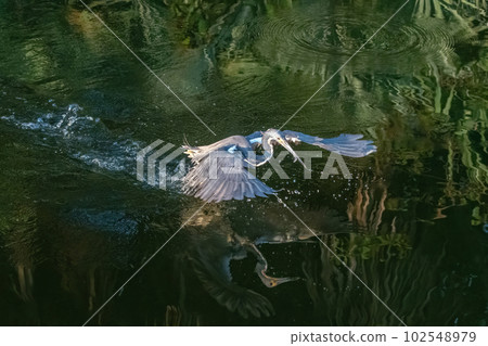 Tricolored Heron - Egretta tricolor - looking for food Green Cay Nature Center. 102548979