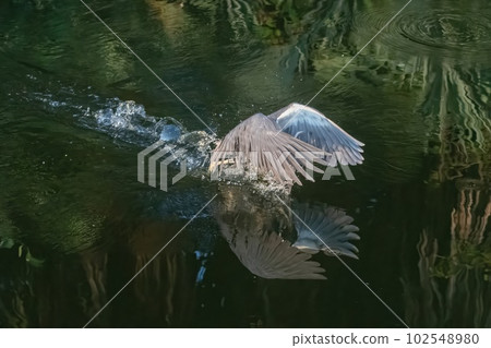 Tricolored Heron - Egretta tricolor - looking for food Green Cay Nature Center. 102548980