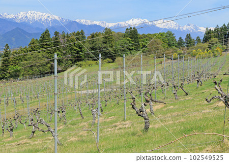 Freshly budding wine vineyards and the Northern Alps Freshly budding wine vineyards and the Northern Alps 102549525