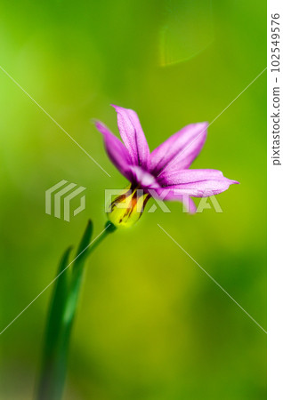 Garden stone iris (Niwazekisho) Garden stone iris (Niwazekisho) 102549576