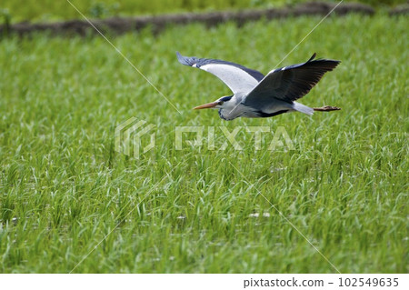Gray heron heron / Japan 102549635