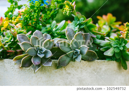 Green blue succulents cactus rosette leaves close up, exotic garden plants natural wallpaper. Graptopetalum paraguayense succulent Ghost plant in summer day Floriculture, horticulture. Floral business Green blue succulents cactus rosette leaves close up, exotic garden plants natural wallpaper. Graptopetalum paraguayense succulent Ghost plant in summer day Floriculture, horticulture. Floral business 102549732