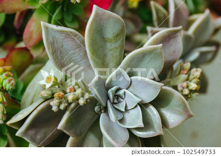 Green blue succulents cactus rosette leaves close up, exotic garden plants natural wallpaper. Graptopetalum paraguayense succulent Ghost plant in summer day Floriculture, horticulture. Floral business Green blue succulents cactus rosette leaves close up, exotic garden plants natural wallpaper. Graptopetalum paraguayense succulent Ghost plant in summer day Floriculture, horticulture. Floral business 102549733