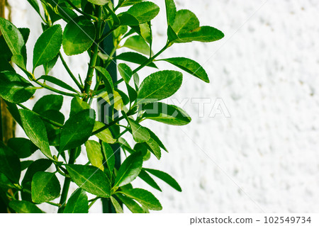 Fresh young green leaves of Birchwood Fortune (Euonymus fortunei) 'Emerald'n Gold' an evergreen groundcover shrub. Foliage of a plant growing in a garden. Horticulture, gardening. Fresh young green leaves of Birchwood Fortune (Euonymus fortunei) 'Emerald'n Gold' an evergreen groundcover shrub. Foliage of a plant growing in a garden. Horticulture, gardening. 102549734