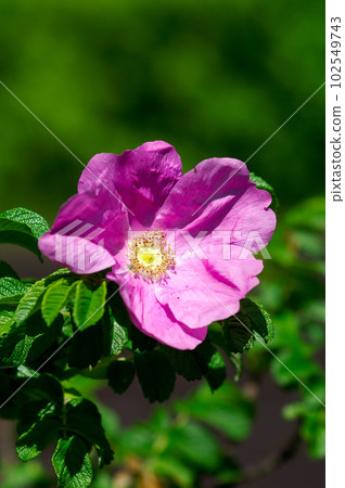 濱名須 濱名須 102549743