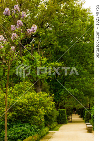 Straight road path goes into a distance into lush jungle fresh green vegetation, branches of palm trees, bushes Tropical garden landscape. Exotic nature in the Royal Botanical Garden of Madrid, Spain. 102549755