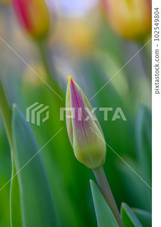 鬱金香華盛頓_7768 鬱金香華盛頓_7768 102549804