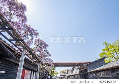 酒田倉庫事務所前的三共倉庫紫藤 102549812