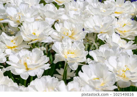 鬱金香爆米花_8186 102549816