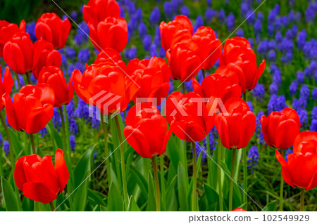 鬱金香 Apeldon_8956 鬱金香 Apeldon_8956 102549929