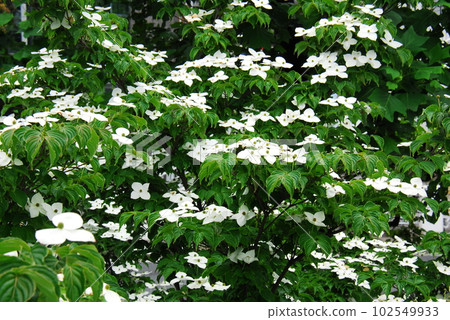 Dogwood with flowers Dogwood with flowers 102549933