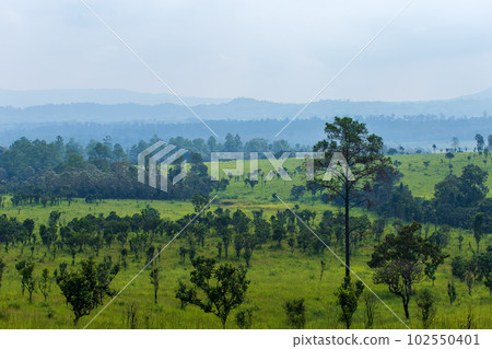 Pinus mugo - It is also known as creeping pine, dwarf mountain pine, mugo pine. Pinus mugo - It is also known as creeping pine, dwarf mountain pine, mugo pine. 102550401
