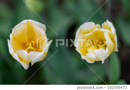 鬱金香/檸檬雪紡_8860-61 102550472