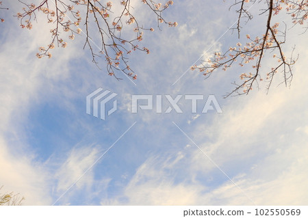 Cherry tree, blue sky, clouds, evening 102550569