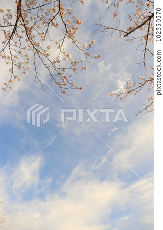 Cherry tree, blue sky, clouds, evening 102550570