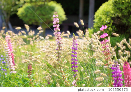 Early Summer Flower Lupine 102550573