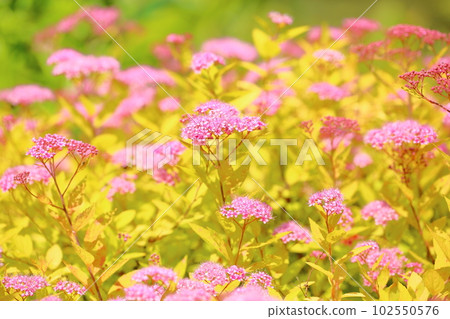 Early summer flower Meadowsweet Early summer flower Meadowsweet 102550576