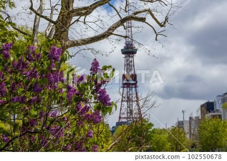 Sapporo Odori Park Lilac Lira 102550678