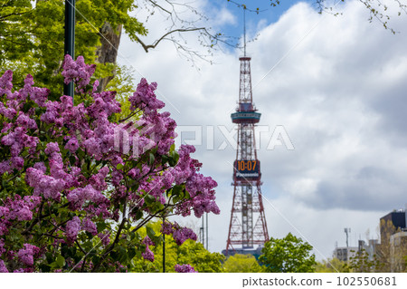 Sapporo Odori Park Lilac Lira 102550681