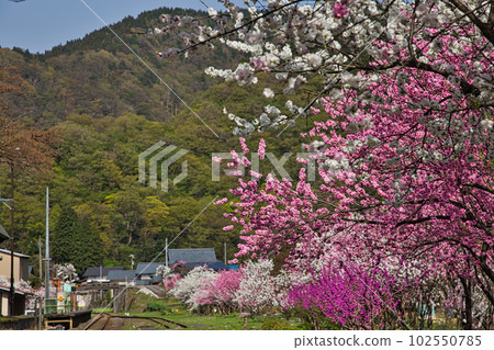 勝原站，盛開的花桃村 102550785