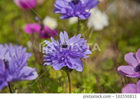 勝原站，盛開的花桃村 102550811