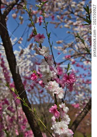 Katsuhara Station, the village of Hanamomo in full bloom Katsuhara Station, the village of Hanamomo in full bloom 102550927