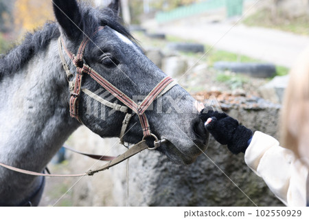 Little child hand touching gray horse head Little child hand touching gray horse head 102550929