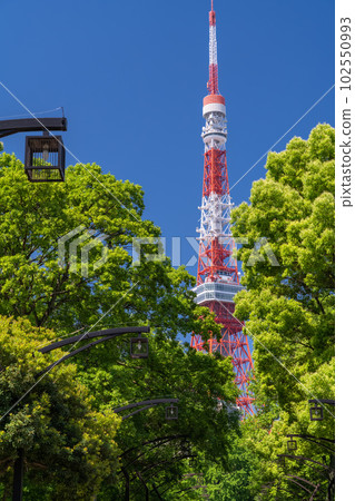 《東京》初夏的新綠與東京鐵塔・芝公園 102550993