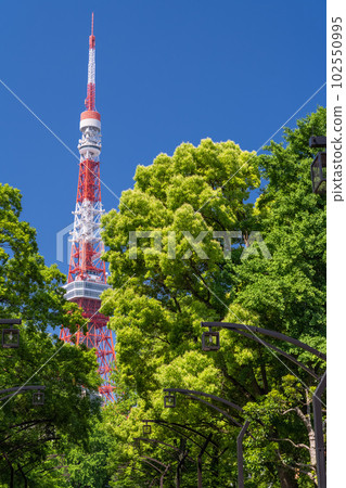 《東京》初夏的新綠與東京鐵塔・芝公園 102550995