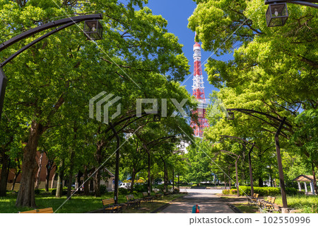 《東京》初夏的新綠與東京鐵塔・芝公園 102550996