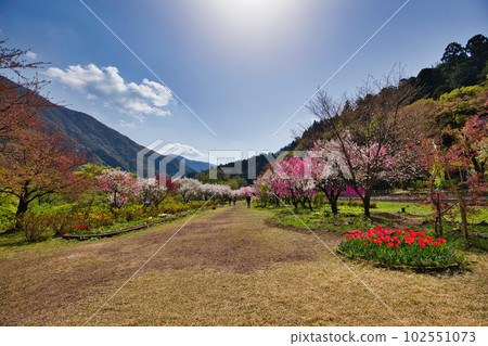 Katsuhara Station, the village of Hanamomo in full bloom 102551073