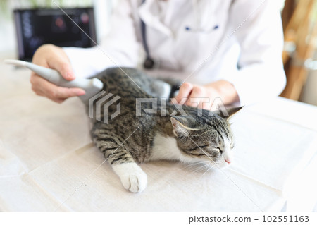 Woman veterinarian making ultrasound diagnosis for striped grey cat in clinic Woman veterinarian making ultrasound diagnosis for striped grey cat in clinic 102551163