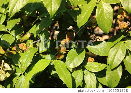 福藏院寺門附近的梅花果(1) 102551238