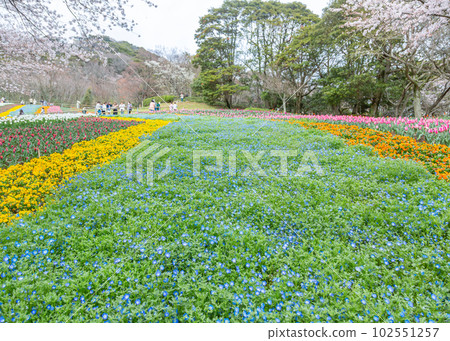 Spring Hinoyama Park (nemophila, tulips, cherry blossoms) Spring Hinoyama Park (nemophila, tulips, cherry blossoms) 102551257