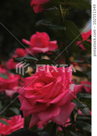 Red rose 102551349