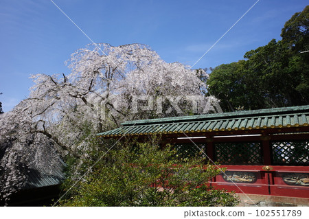 Kunozan Toshogu 的垂枝櫻花和 tamagaki 映襯著藍天 Kunozan Toshogu 的垂枝櫻花和 tamagaki 映襯著藍天 102551789