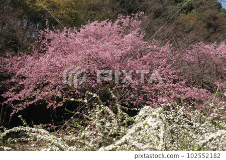 櫻花盛開 櫻花盛開 102552182