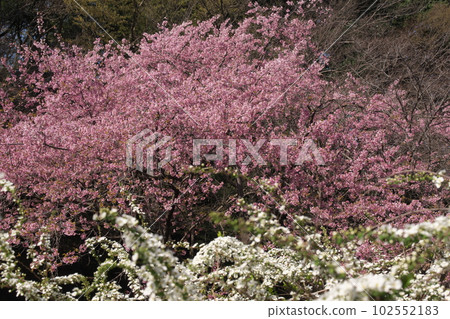 櫻花盛開 櫻花盛開 102552183